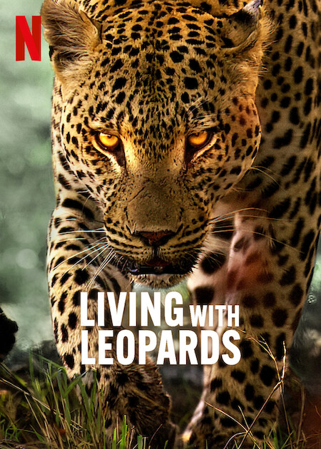 دانلود مستند Living with Leopards 2024 دانلود مستند Living with Leopards 2024